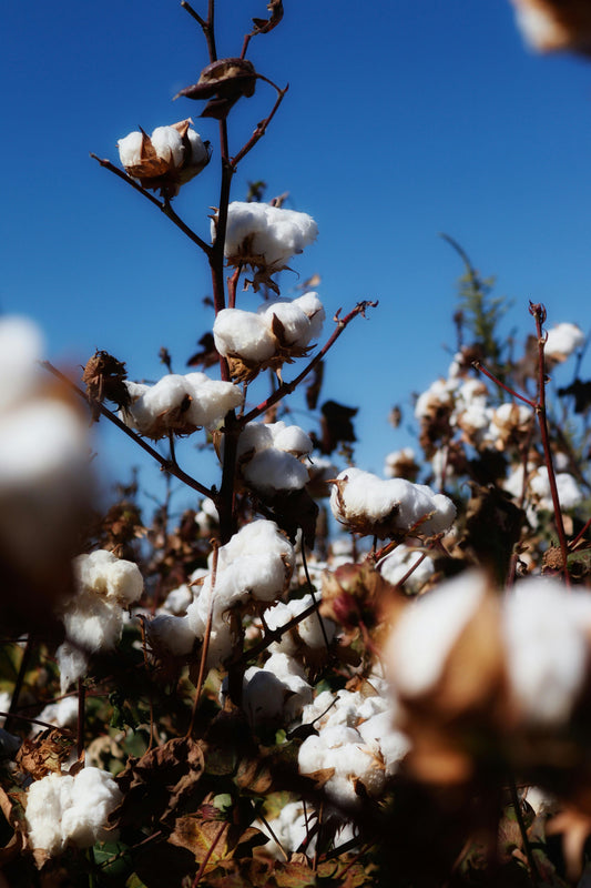 A Heritage from the Past, with an Uncertain Future - The cotton fabric legacy - Gabardines Pantalons
